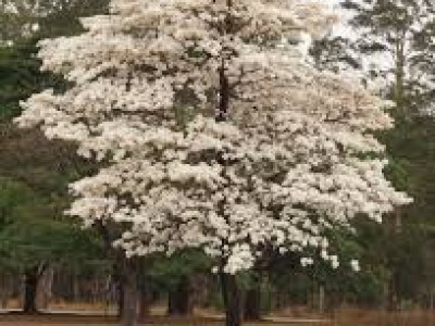 Árvore Ipê Branco Árvore Ipê Branco