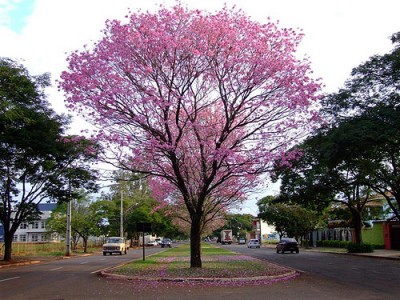 Árvore Ipê Roxo Árvore Ipê Roxo