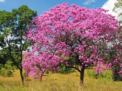 Árvore Ipê Rosa Árvore Ipê Rosa