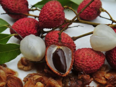 Árvore Frutífera Lichia Árvore Frutífera Lichia