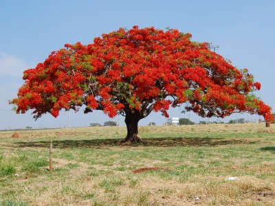 Árvore Flamboyant Árvore Flamboyant