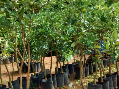 Comprar Laranjas Produzindo Comprar Laranjas Produzindo